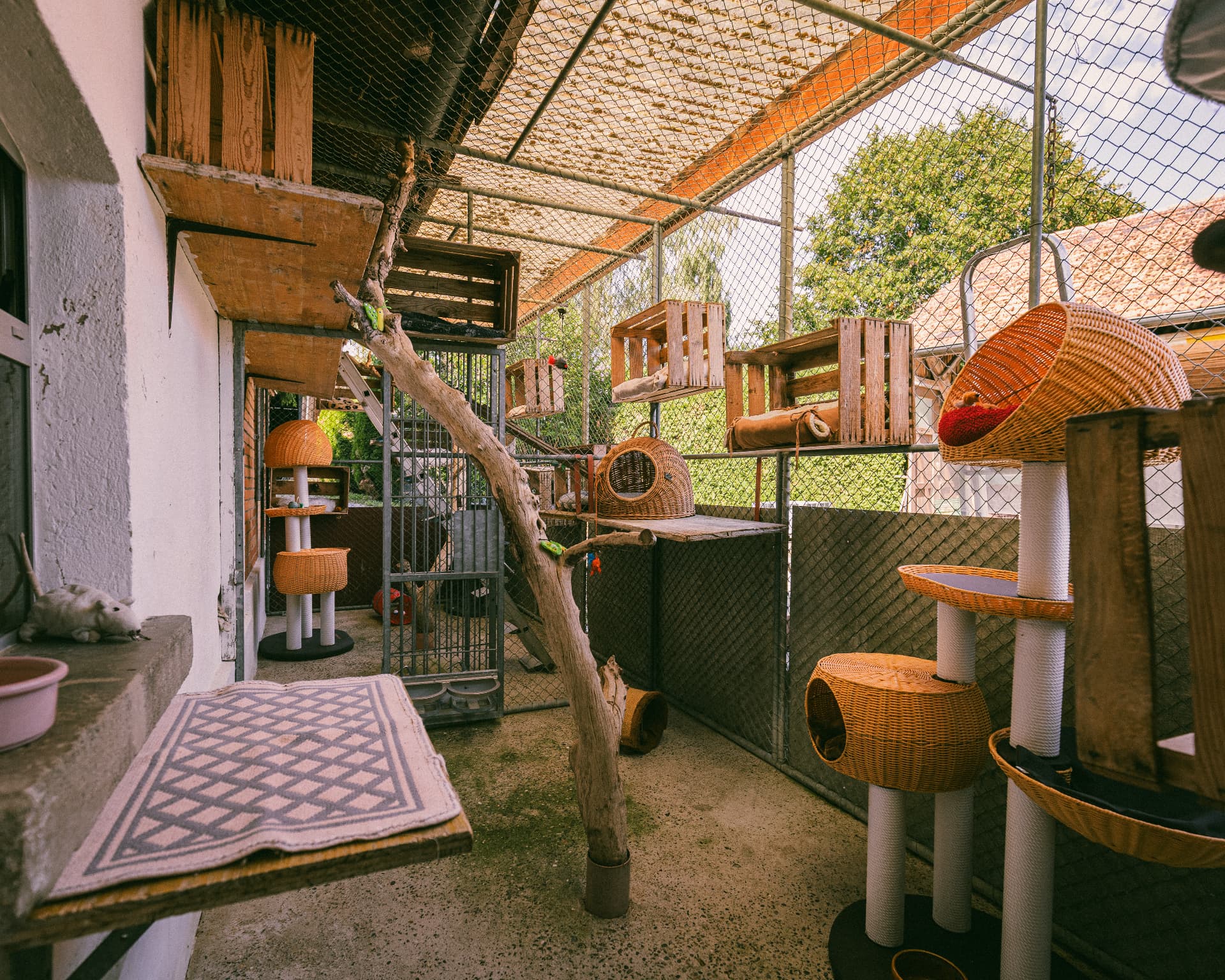 Katzen-Loggia mit Kletterbaum, Körben und Aussenblick im Tierheim Altnau