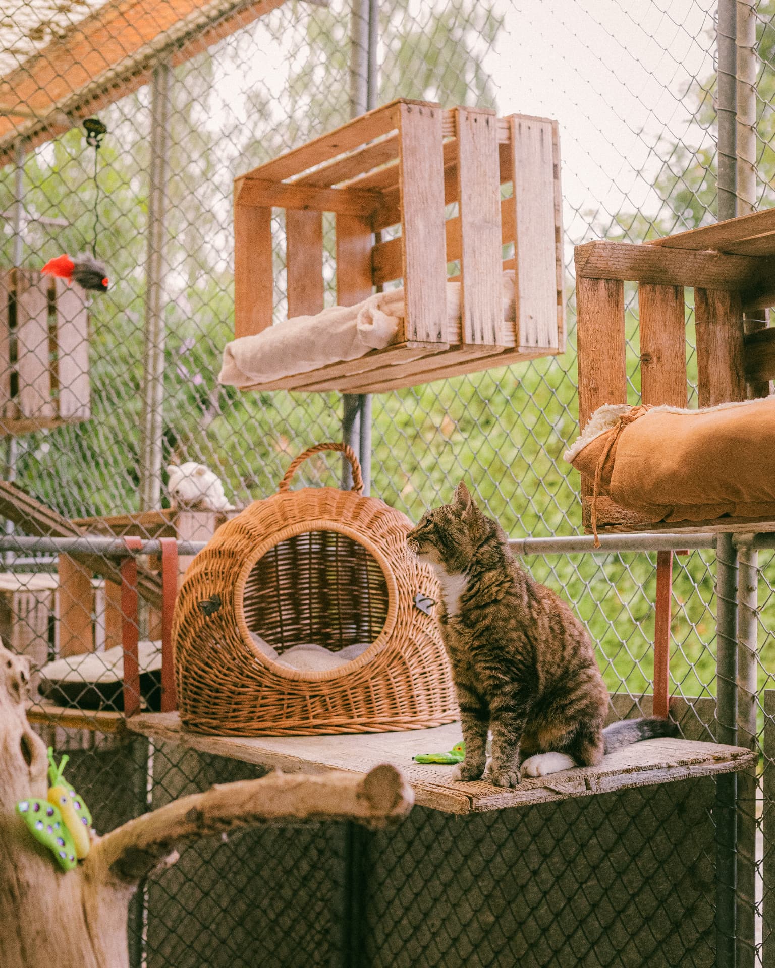 Katze in der geschützten Aussenanlage der Katzen-Loggia im Tierheim Altnau