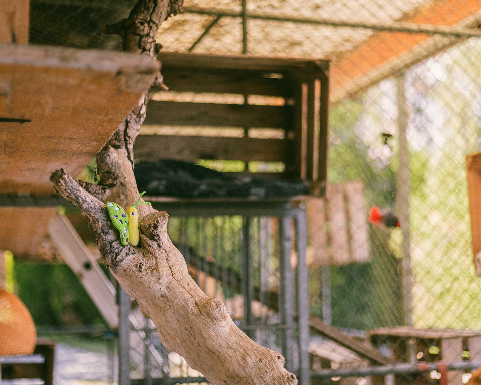Detail im Katzengehege: Naturast mit Spielzeug