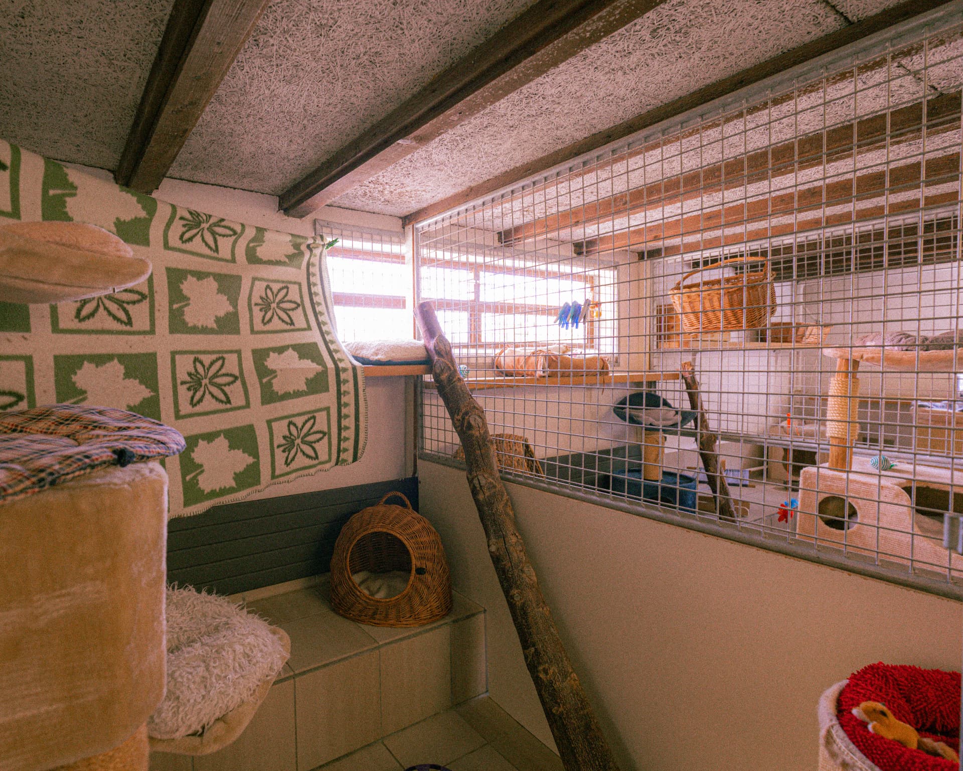 Katzenzimmer mit Liegeflächen am Fenster im Tierheim Altnau