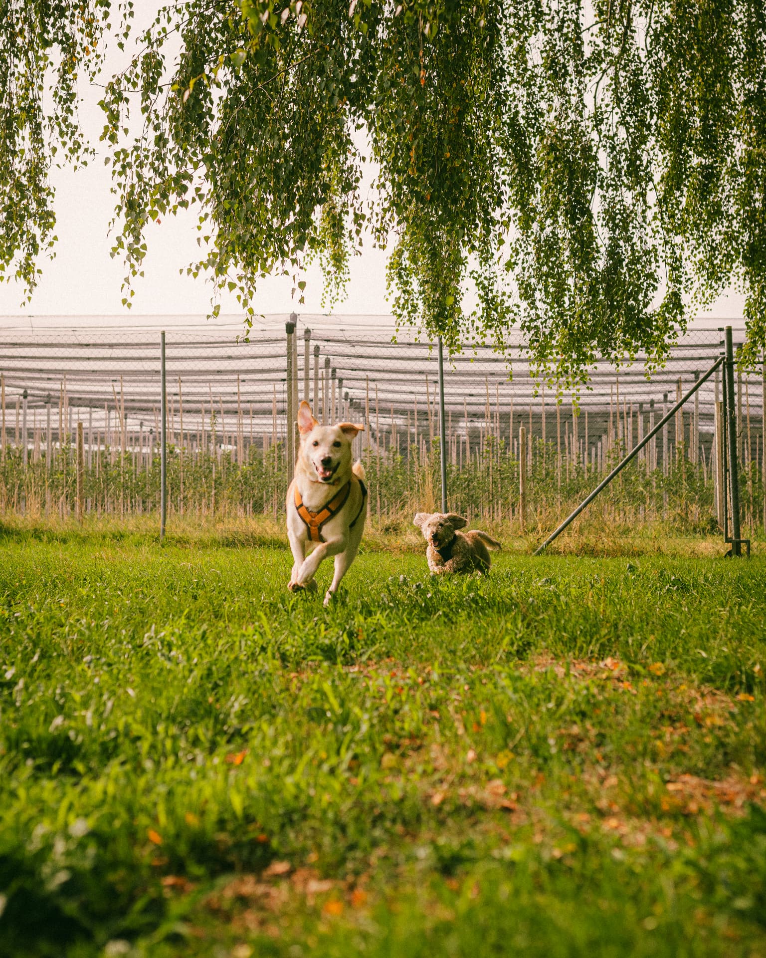 Zwei Hunde toben auf der grosszügigen Wiese der Tierpension Altnau