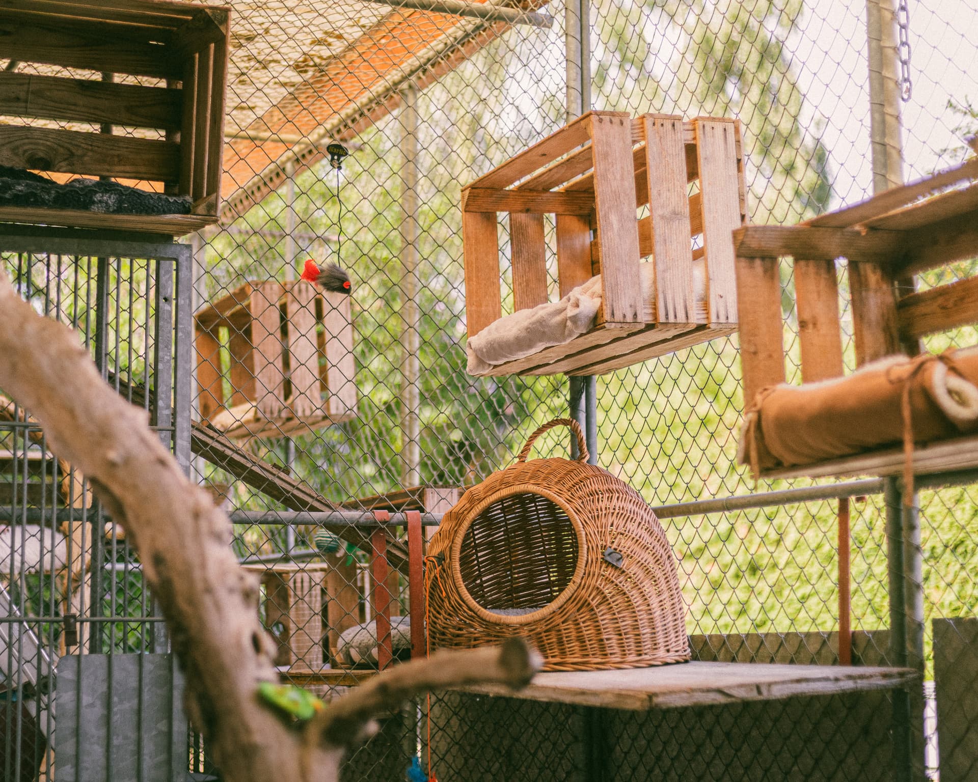 Kletterlandschaft der Katzen-Loggia mit Weidenkorb