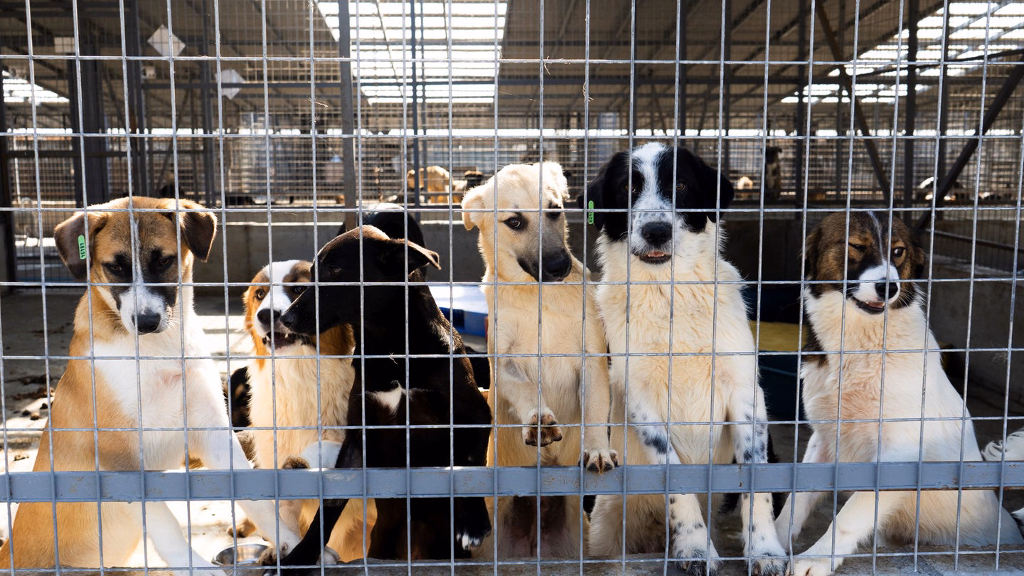 Hunde in einem rumänischen Partner-Tierheim