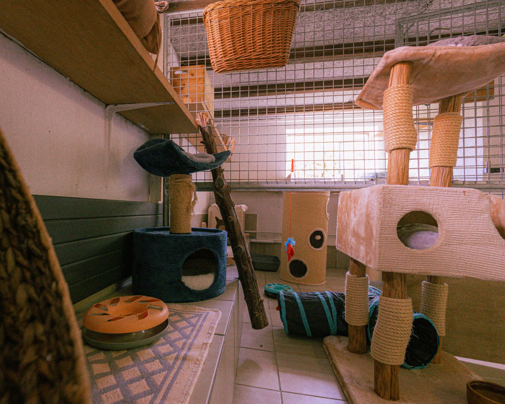 Katzenabteil mit Kratzbaum, Spieltunnel und Höhlen