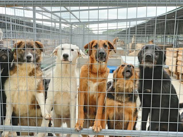 Hunde in einem rumänischen Partner-Tierheim